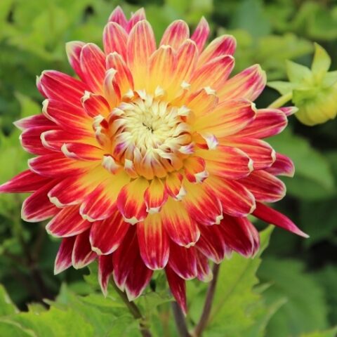Dahlia Dinner Plate Akita - Dalia (1 BULBO)