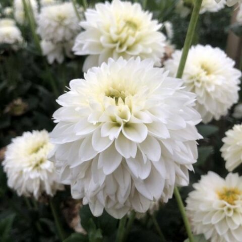 Dahlia Polar Ice - Dalia (1 BULBO)