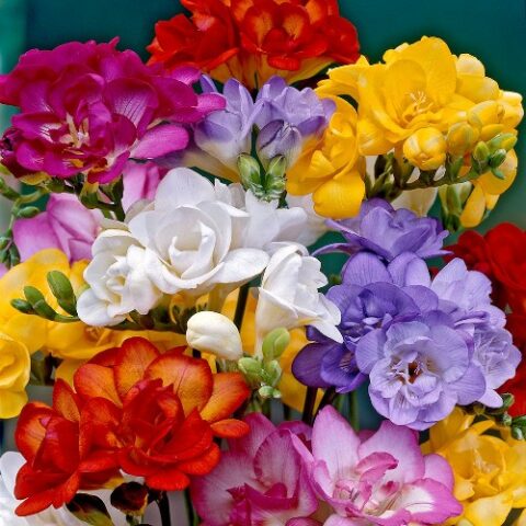 Freesia Double Mixed (10 BULBI)