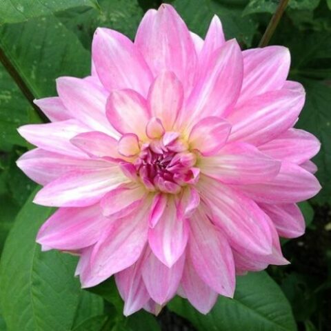 Dahlia Decorative Christine - Dalia (1 BULBO)