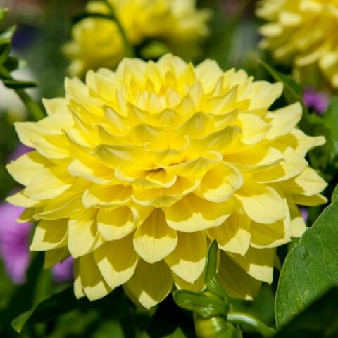 Dahlia Kelvin Floodlight - Dalia (1 BULBO)