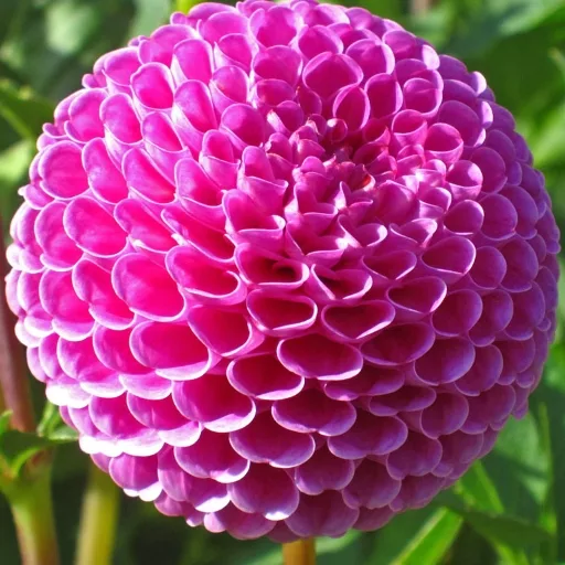 Dahlia Pompon Franz Kafka - Dalia (1 BULBO)