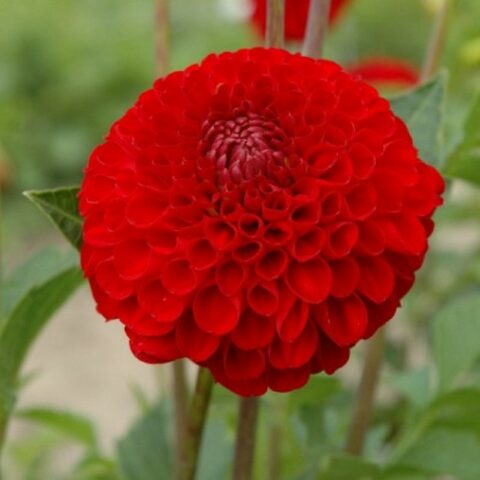 Dahlia Pompon Nescio - Dalia (1 BULBO)