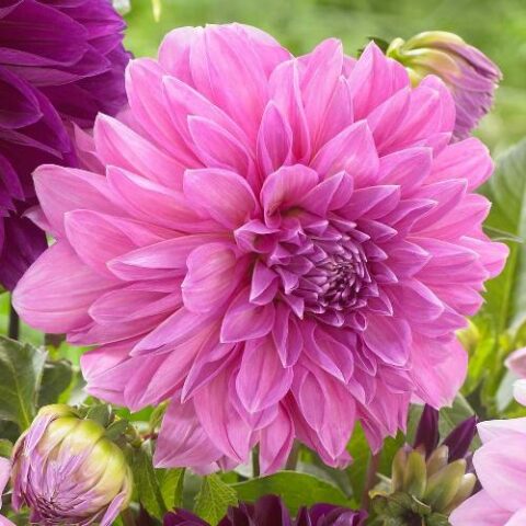 Dahlia Lavender Perfection - Dalia (1 BULBO)