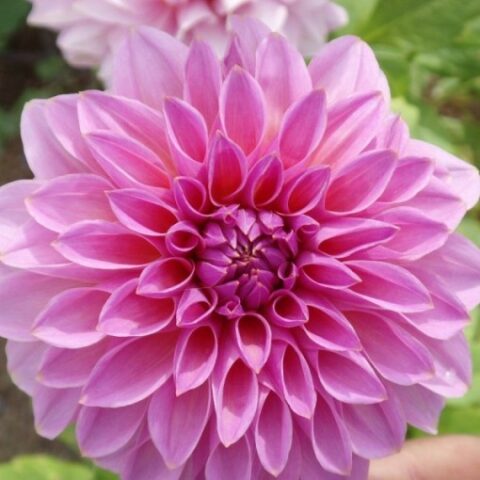 Dahlia Lucky Number - Dalia (1 BULBO)