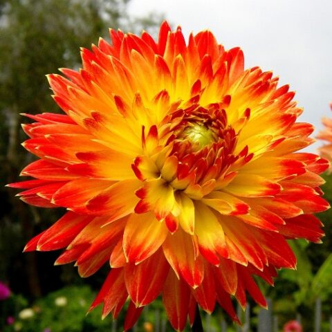 Dahlia Procyon - Dalia (1 BULBO)