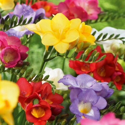 Freesia Single Mixed (10 BULBI)