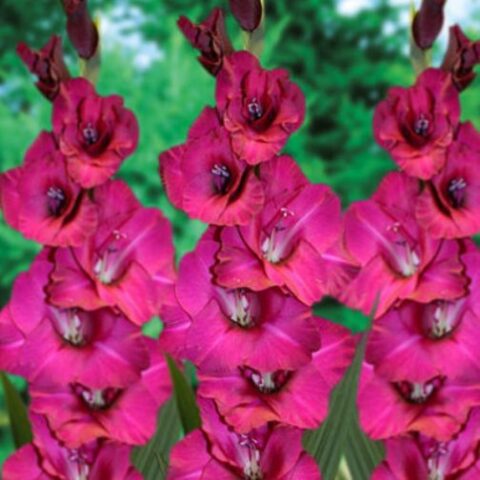 Gladiolus Fidelio - Gladiolo (10 BULBI)