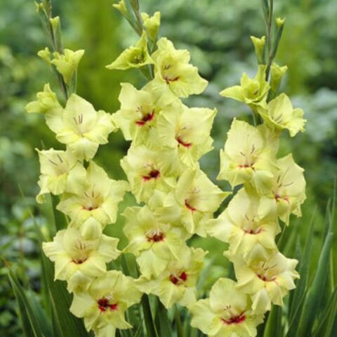 Gladiolus Green Woodpecker - Gladiolo (10 BULBI)