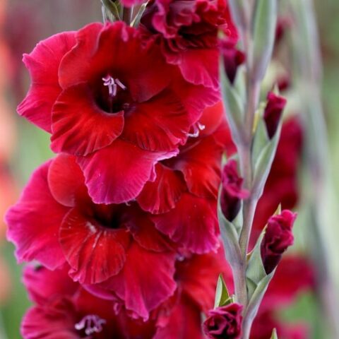 Gladiolus Plumtart - Gladiolo (10 BULBI)