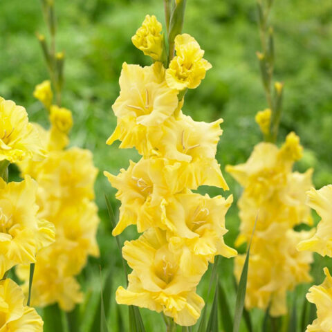 Gladiolus Early Yellow - Gladiolo (10 BULBI)