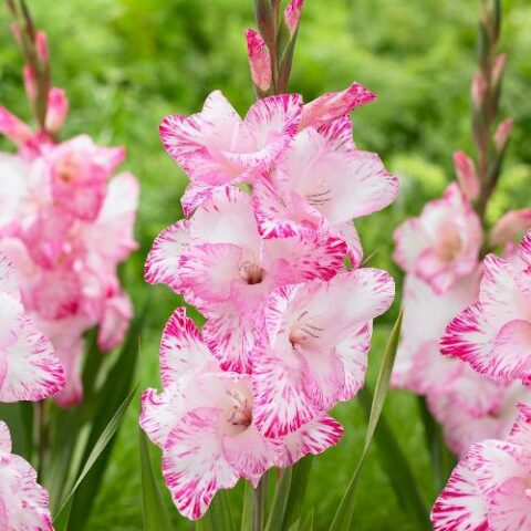 Gladiolus My Love - Gladiolo (10 BULBI)