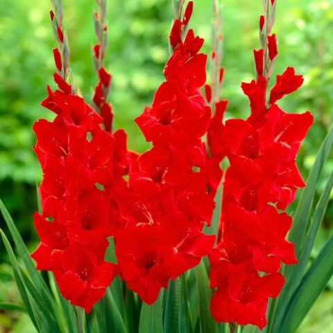 Gladiolus Oscar - Gladiolo (10 BULBI)
