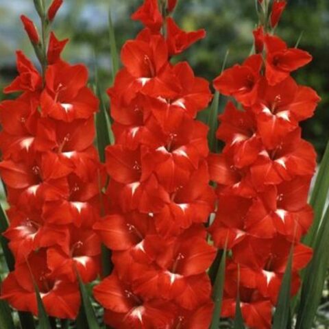 Gladiolus Traderhorn - Gladiolo (10 BULBI)