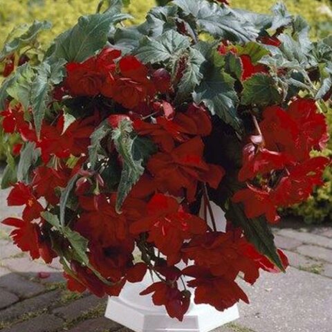 Begonia Pendula Red (3 BULBI)