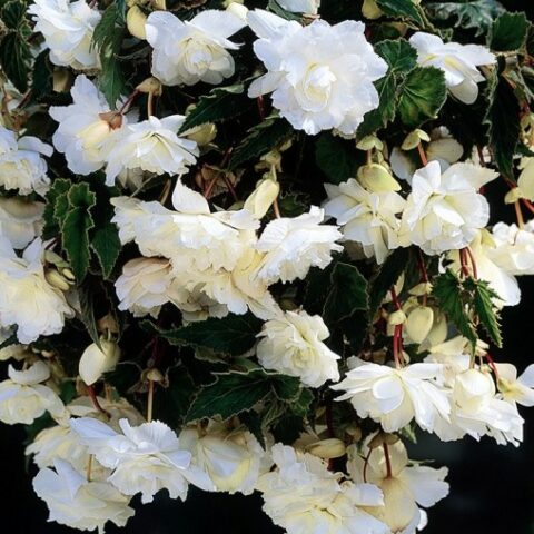 Begonia Pendula White (3 BULBI)