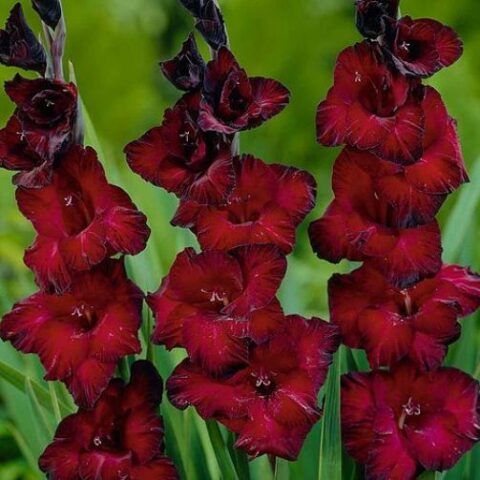 Gladiolus Black Surprise - Gladiolo (10 BULBI)