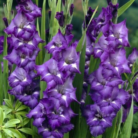 Gladiolus Blue Isle - Gladiolo (10 BULBI)