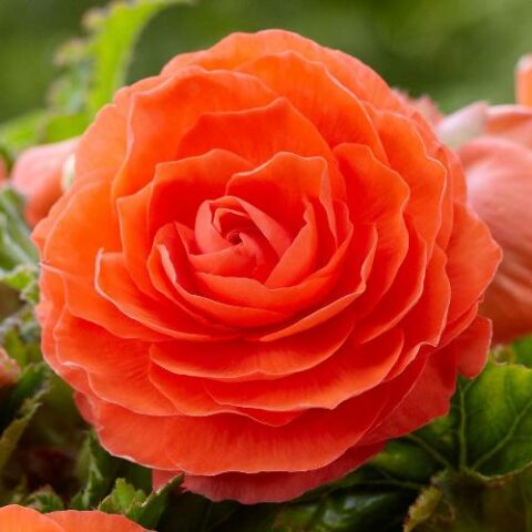 Begonia Double Orange (3 BULBI)