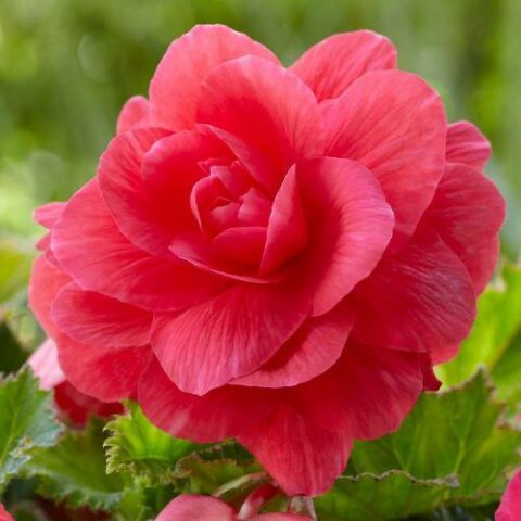Begonia Double Pink (3 BULBI)