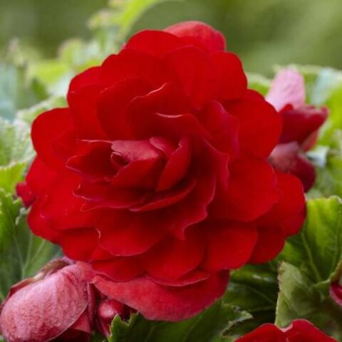 Begonia Double Red (3 BULBI)