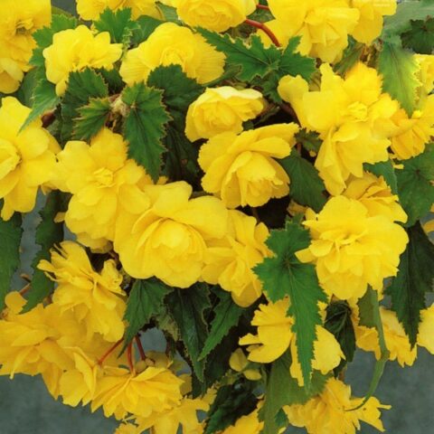 Begonia Pendula Yellow (3 BULBI)