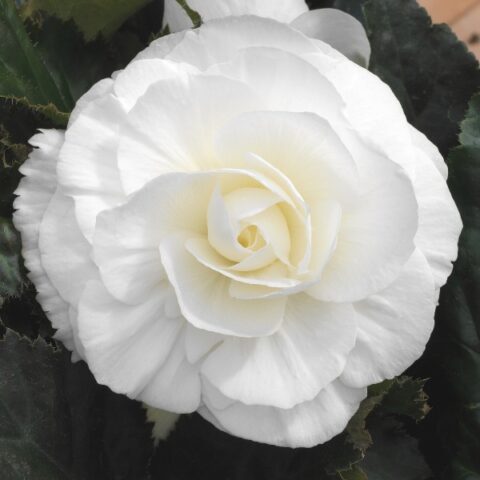 Begonia Double White (3 BULBI)