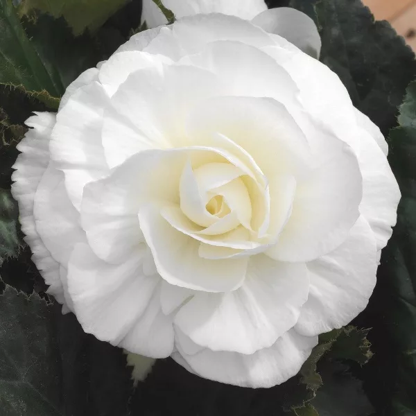 Begonia Double White (3 BULBI)