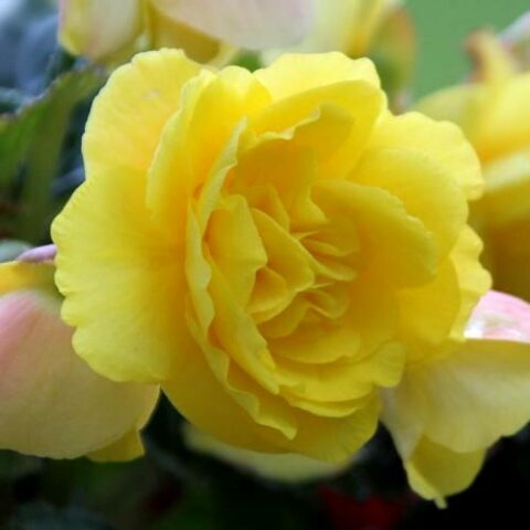Begonia Double Yellow (3 BULBI)