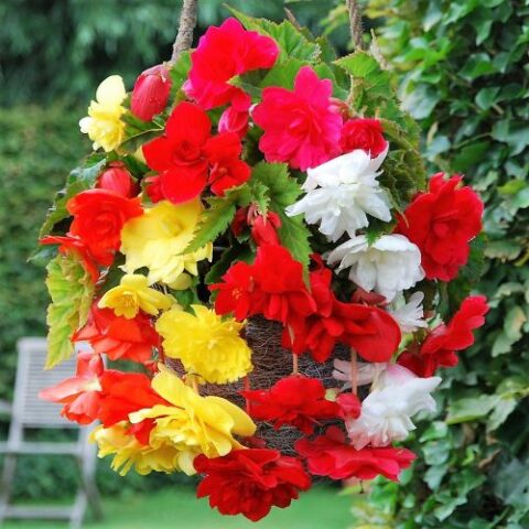Begonia Pendula Mixed (3 BULBI)