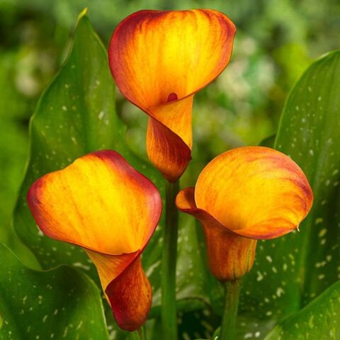 Zantedeschia Orange - Calla (1 BULBO)