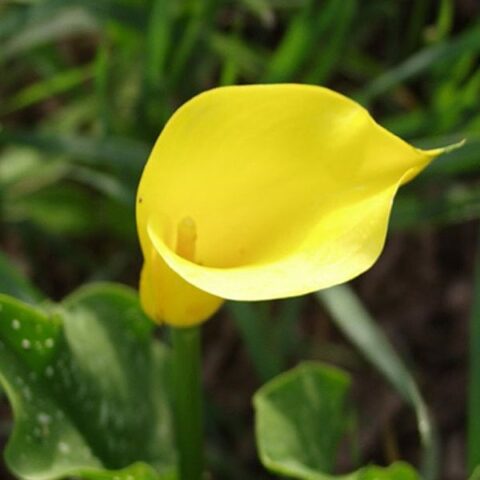 Zantedeschia Yellow - Calla (1 BULBO)