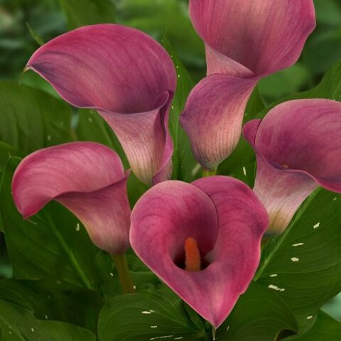 Zantedeschia Pink - Calla (1 BULBO)