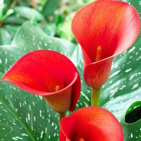 Zantedeschia Red - Calla (1 BULBO)