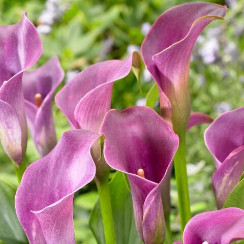 Zantedeschia Violet - Calla (1 BULBO)