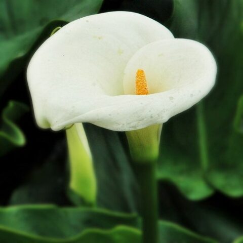 Zantedeschia White - Calla (1 BULBO)