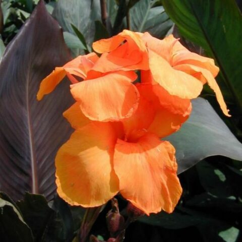 Canna Brownleaved Wyoming (1 BULBO)
