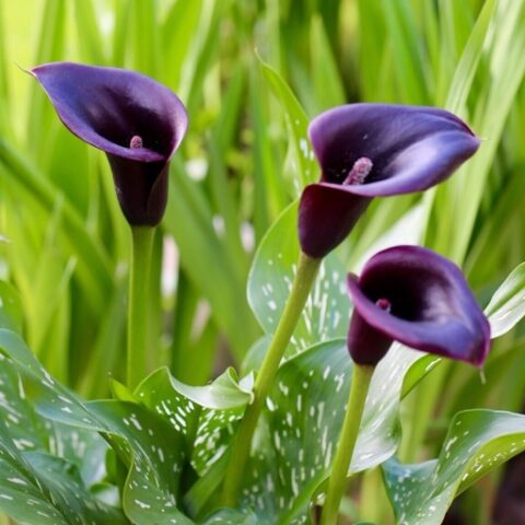 Zantedeschia Cantor - Calla (1 BULBO)