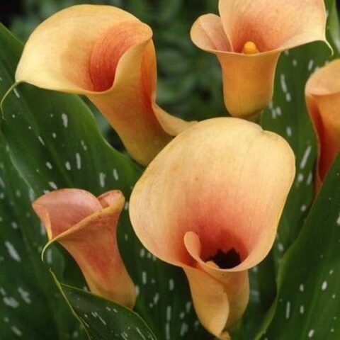 Zantedeschia Salmon - Calla (1 BULBO)
