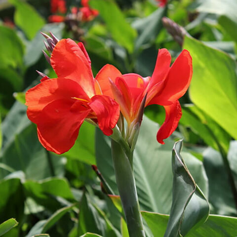 Canna Greenleaved Brillant (1 BULBO)