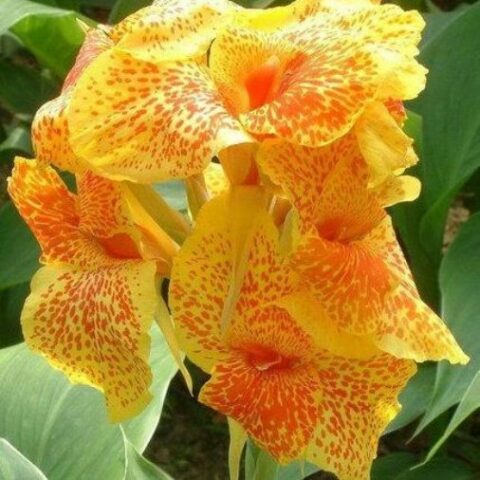 Canna Greenleaved En Avant (1 BULBO)