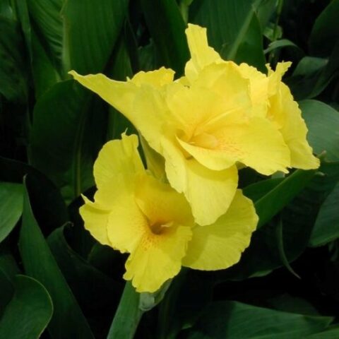 Canna Greenleaved Richard Wallace (1 BULBO)