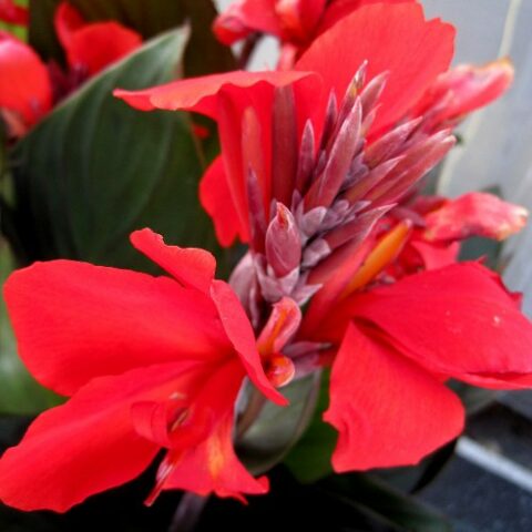 Canna Brownleaved Black Night (1 BULBO)