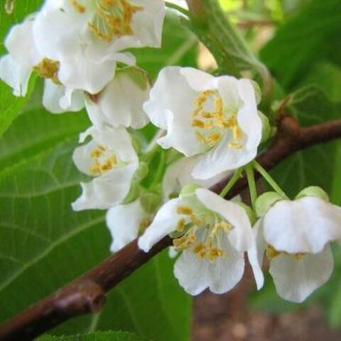 Actinidia arguta "Jumbo" - MASCHIO (Mini Kiwi) [Vaso 2 Litri]
