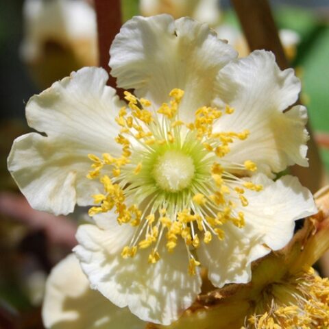 Actinidia chinensis "Testolin" - MASCHIO (Kiwi) [Vaso 3 Litri]