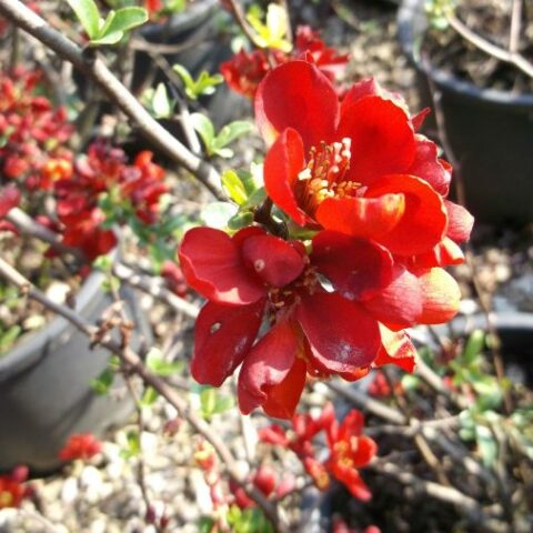 Chaenomeles x superba "Rubra" [Vaso 19cm]