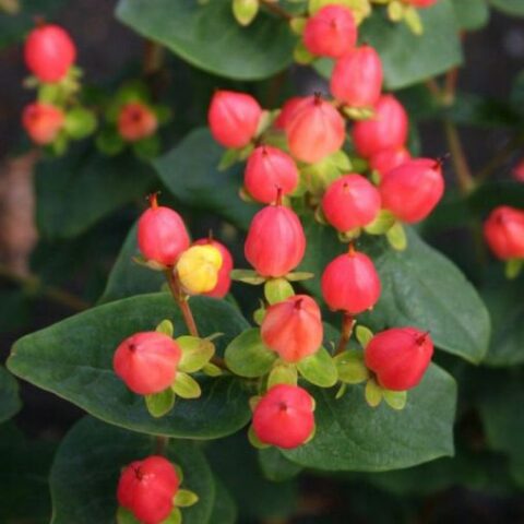 Hypericum x inodorum "Magical Pumpkin" [Vaso 18cm]