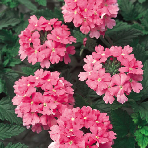 Verbena "Lanai Neon Rose" [Vaso 10,5cm]