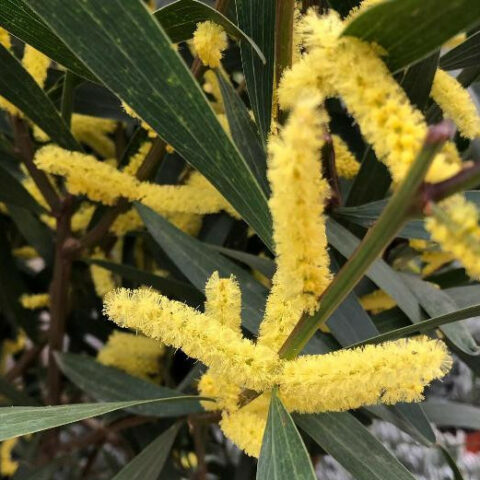 Acacia longifolia "Bega d'Oro" (Mimosa) [Vaso 18cm]