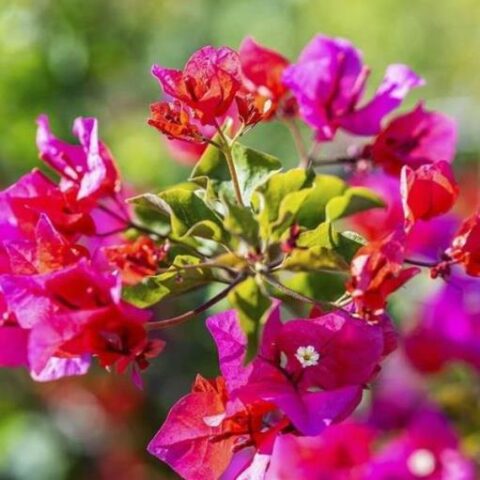Bougainvillea californiana (Buganville Bouganville)
